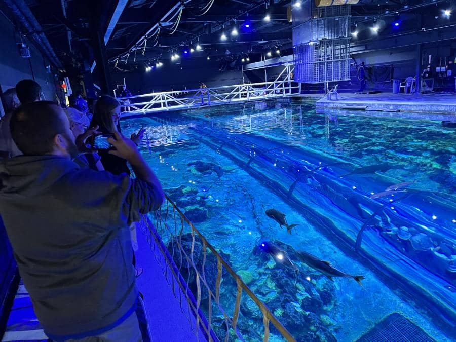 Inside Look SeaWorld Sharks